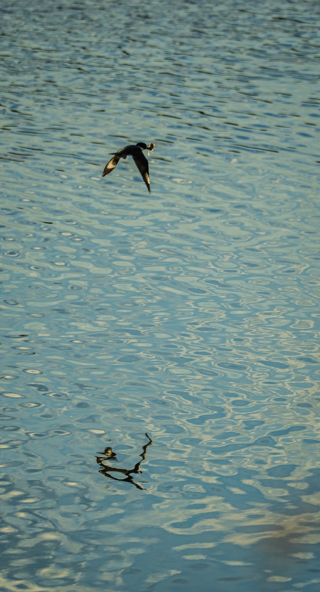 Belted Kingfisher - ML646693066