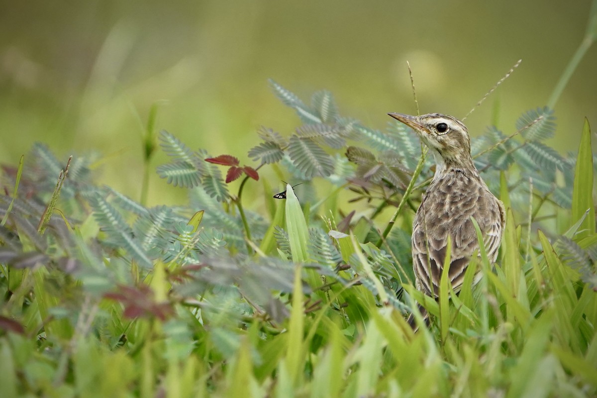 Pipit rousset - ML646693068