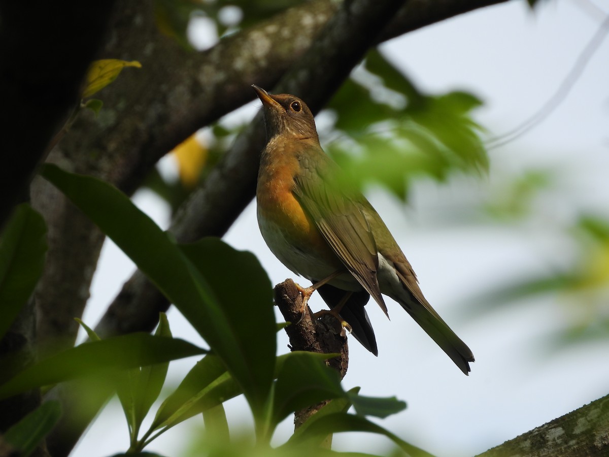 Brown-headed Thrush - ML646693071