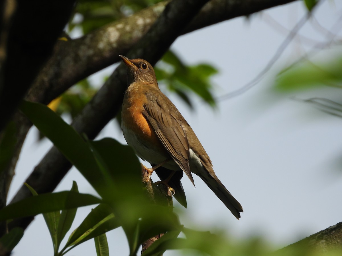 Brown-headed Thrush - ML646693072