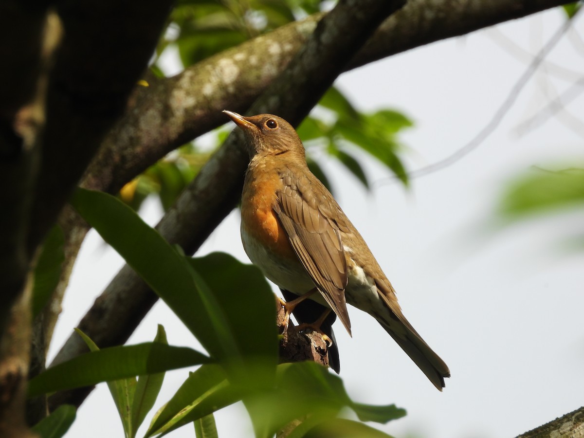 Brown-headed Thrush - ML646693073