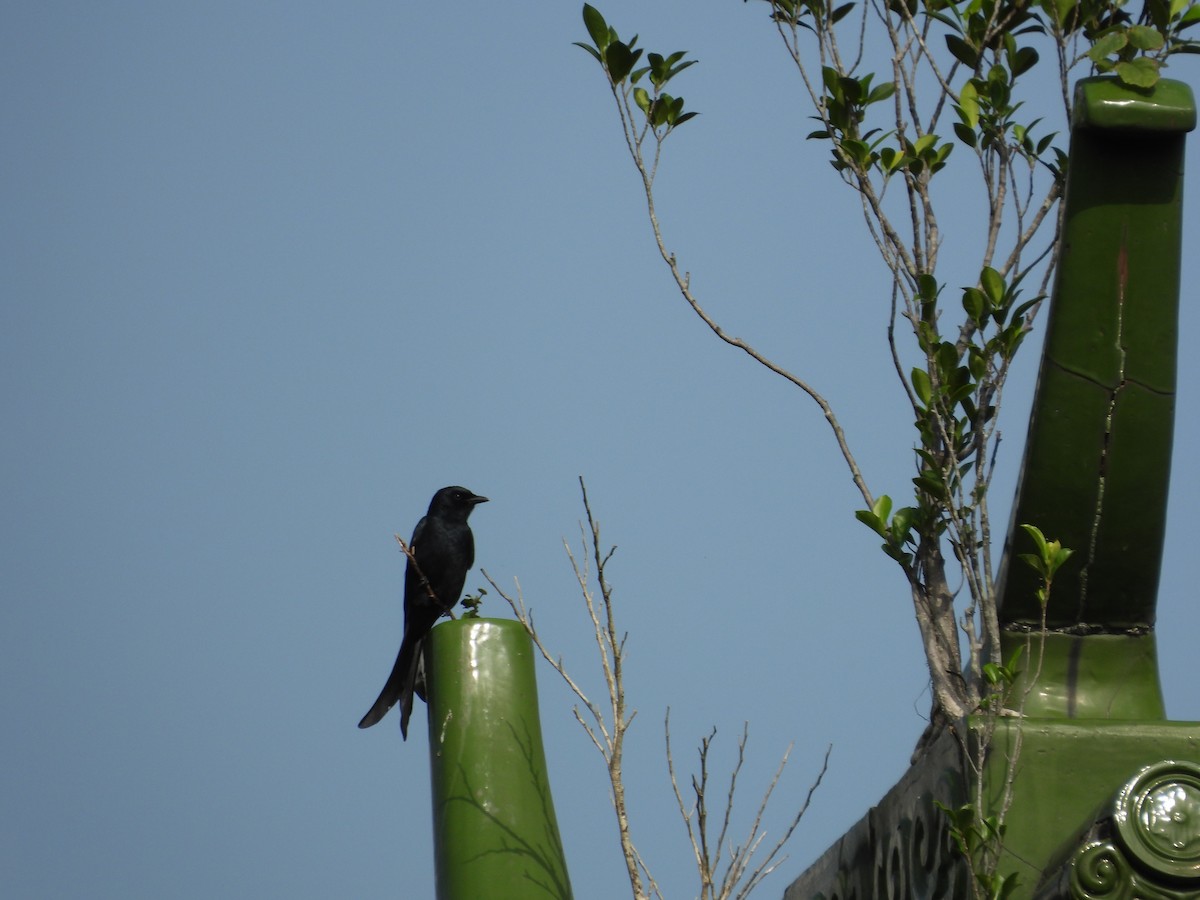 Black Drongo - ML646693078