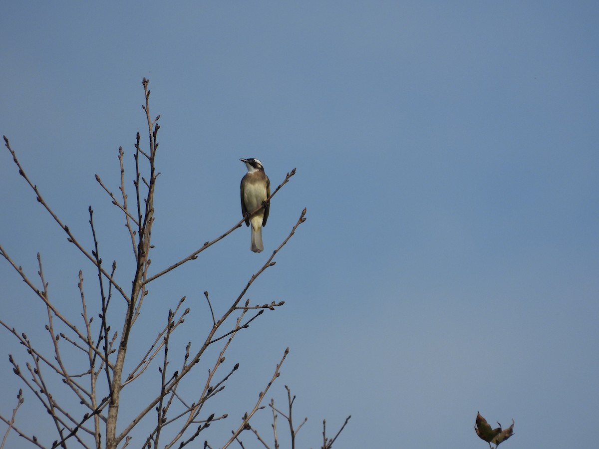 Light-vented Bulbul - ML646693080