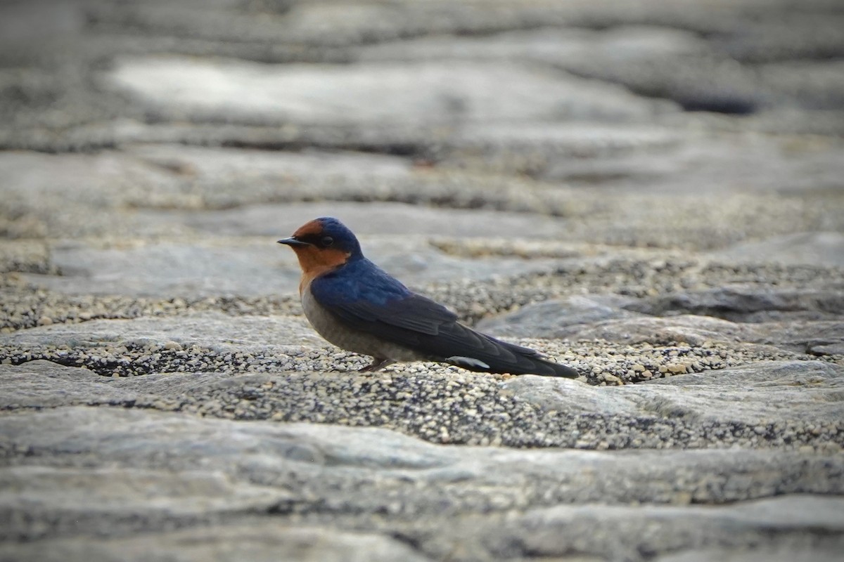 Hirondelle rustique - ML646693081