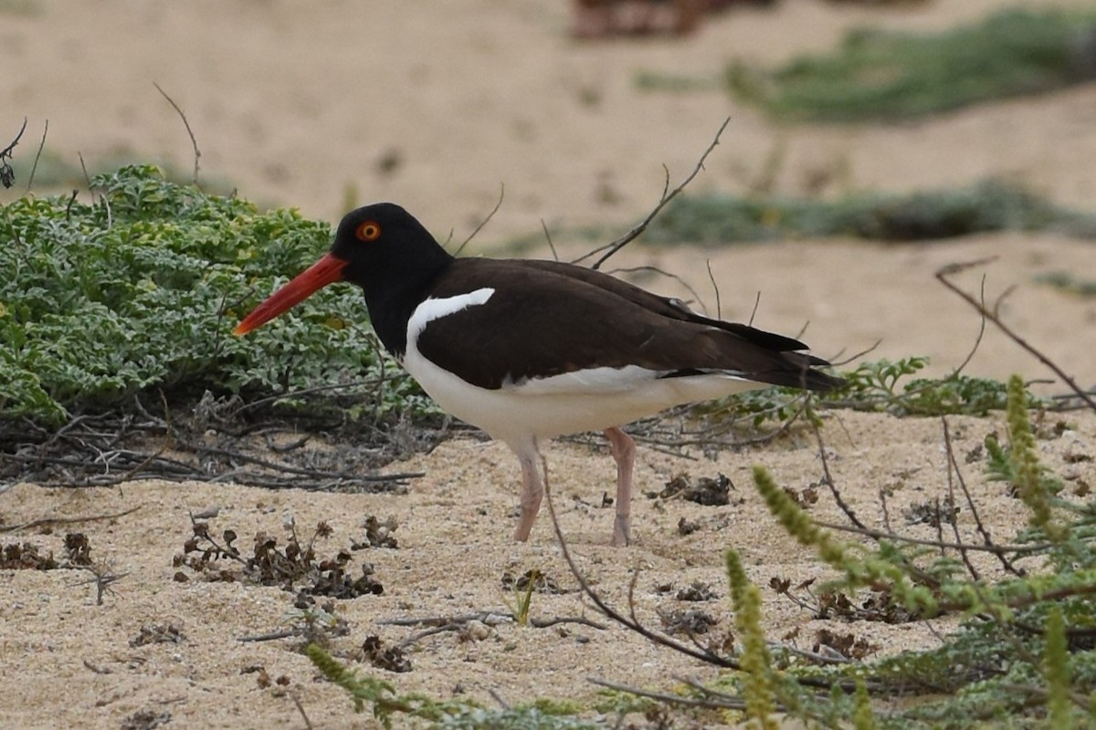 American Oystercatcher - ML646693082
