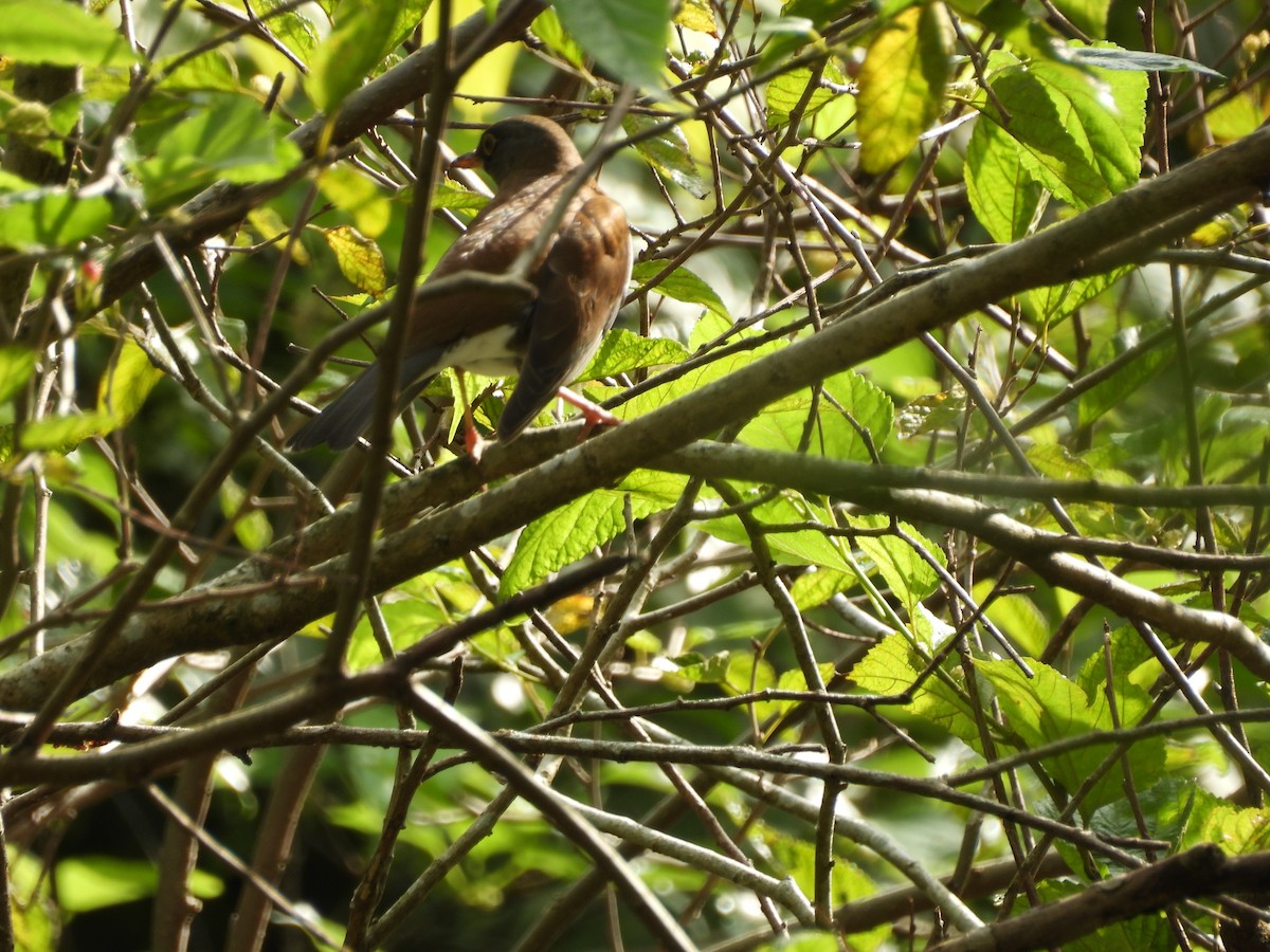 Pale Thrush - ML646693085