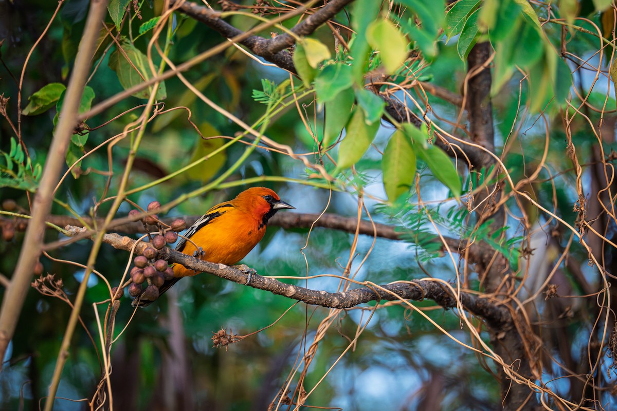 Streak-backed Oriole - ML646693086