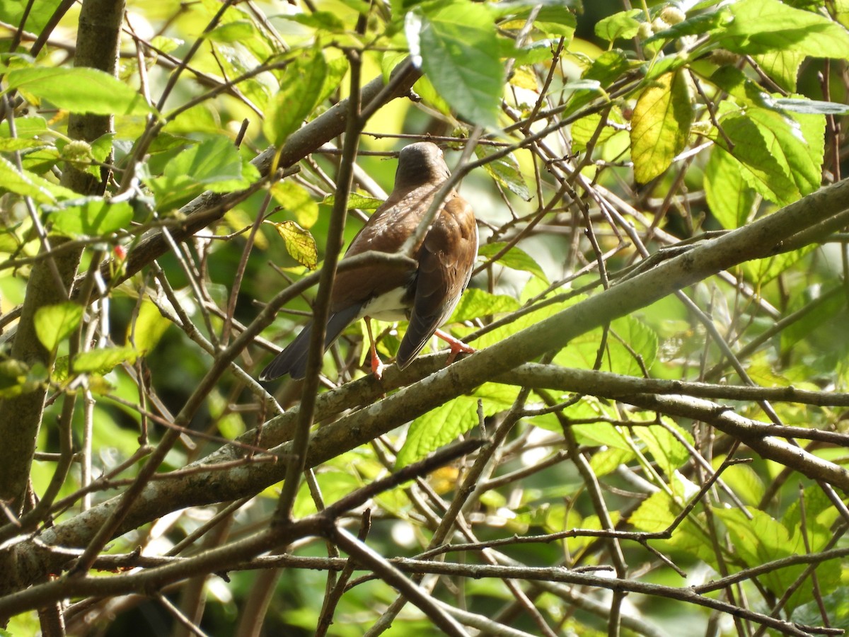 Pale Thrush - ML646693088