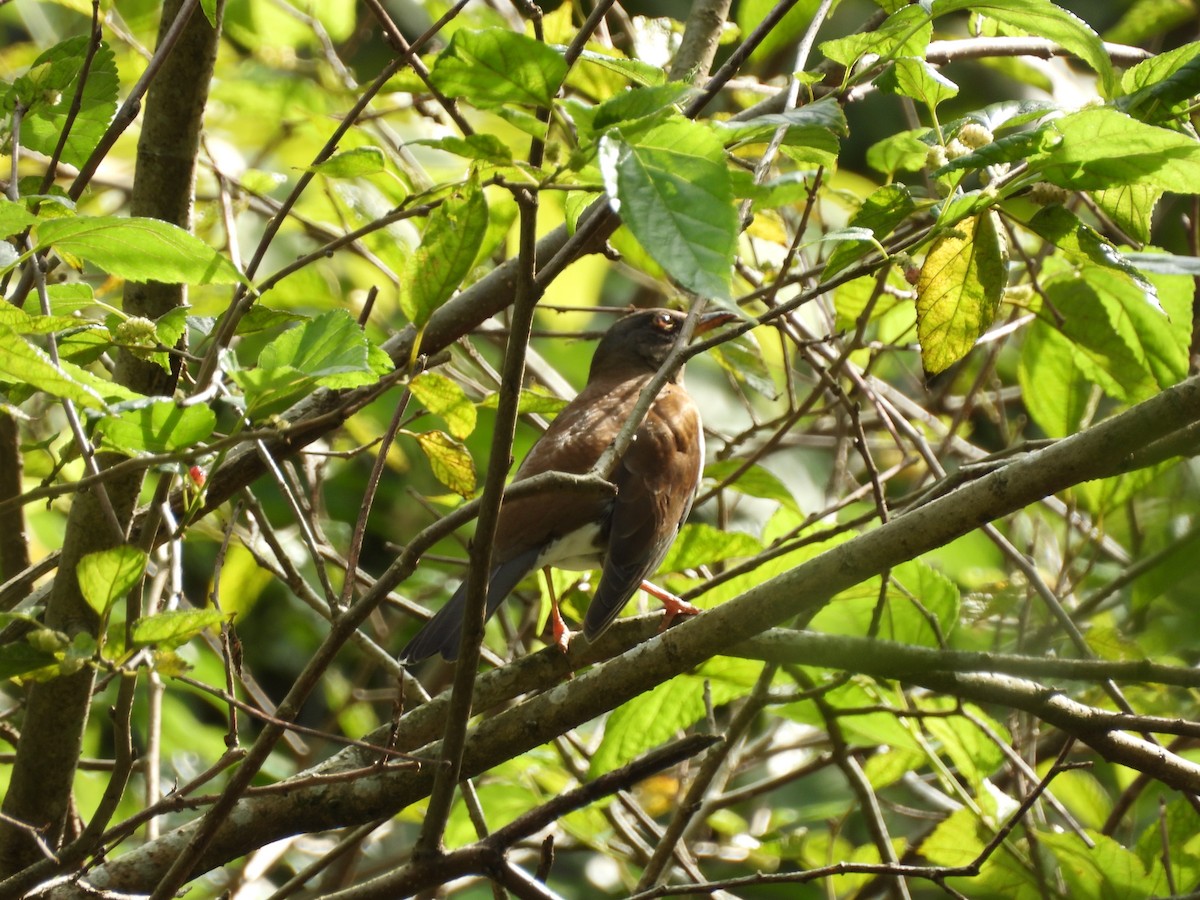 Pale Thrush - ML646693089