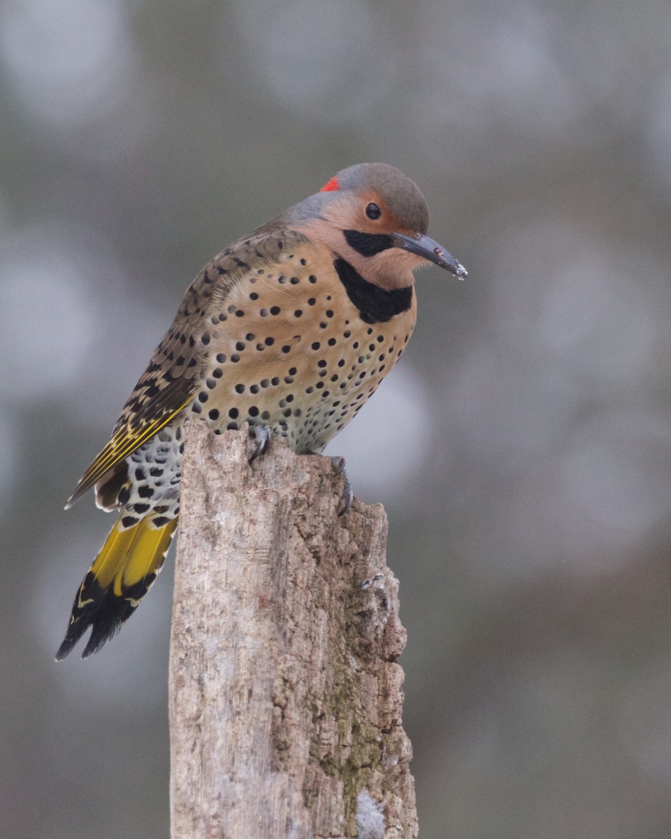 Pic flamboyant - ML646693090