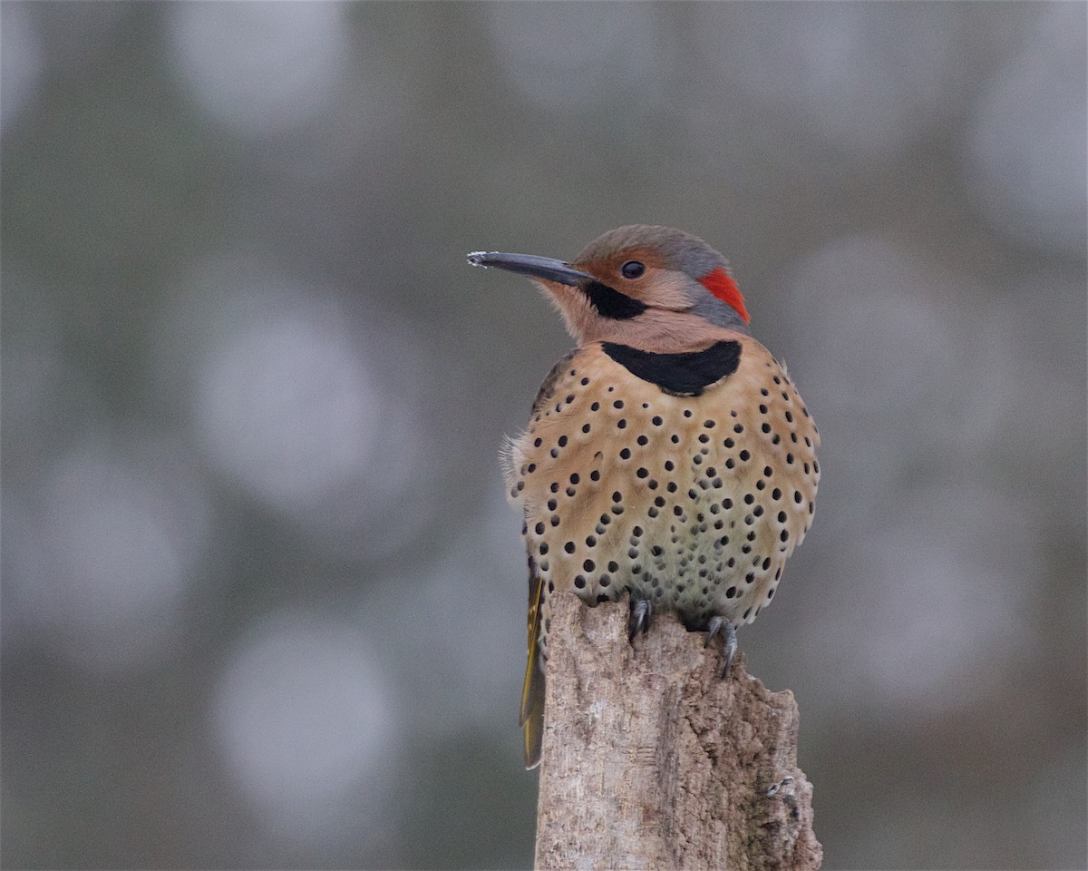 Pic flamboyant - ML646693091