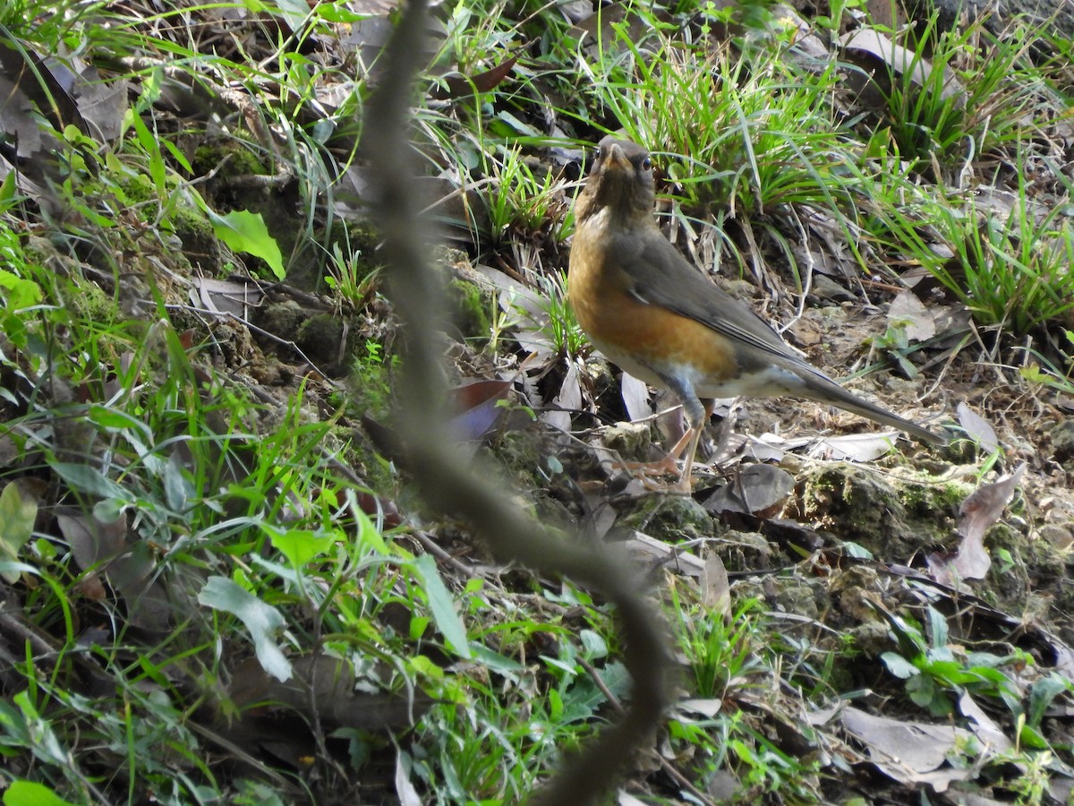 Brown-headed Thrush - ML646693093