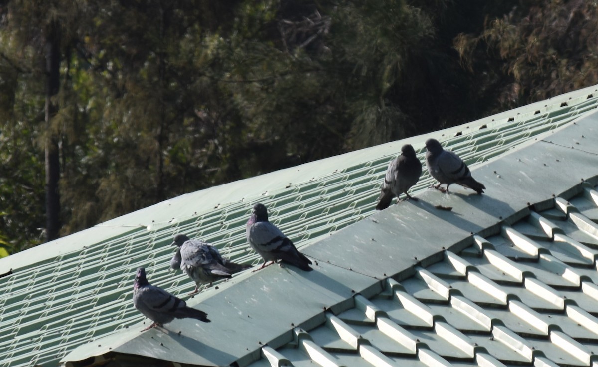 Haitz-usoa - ML646693094