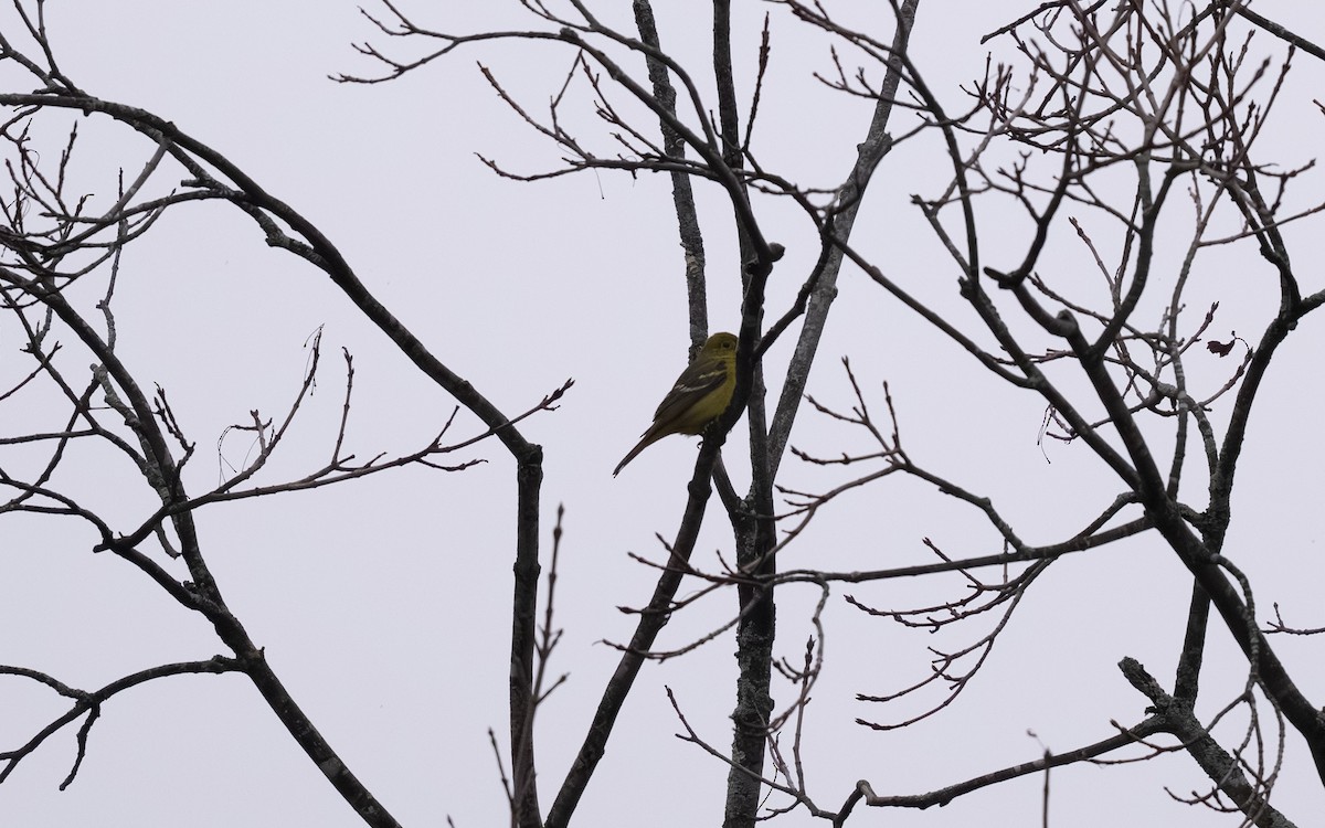 vestpiranga - ML646693095