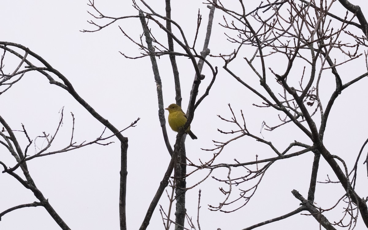 vestpiranga - ML646693096