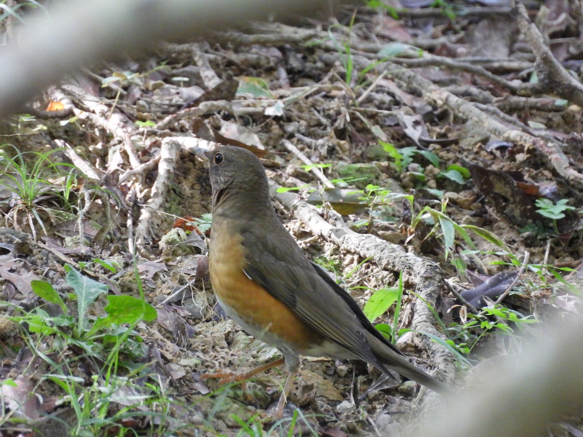 Brown-headed Thrush - ML646693097