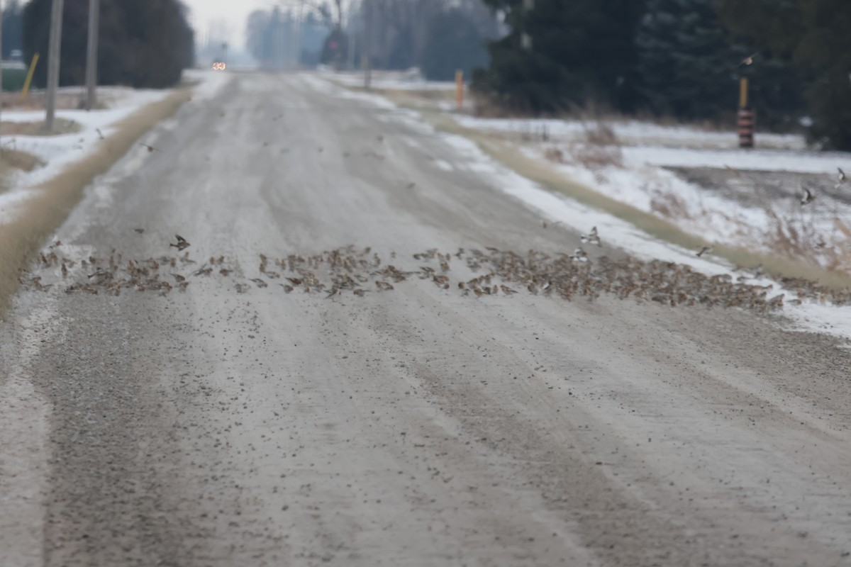 Цасч хөмрөг - ML646693098