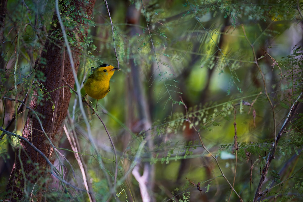 Wilson's Warbler - ML646693106