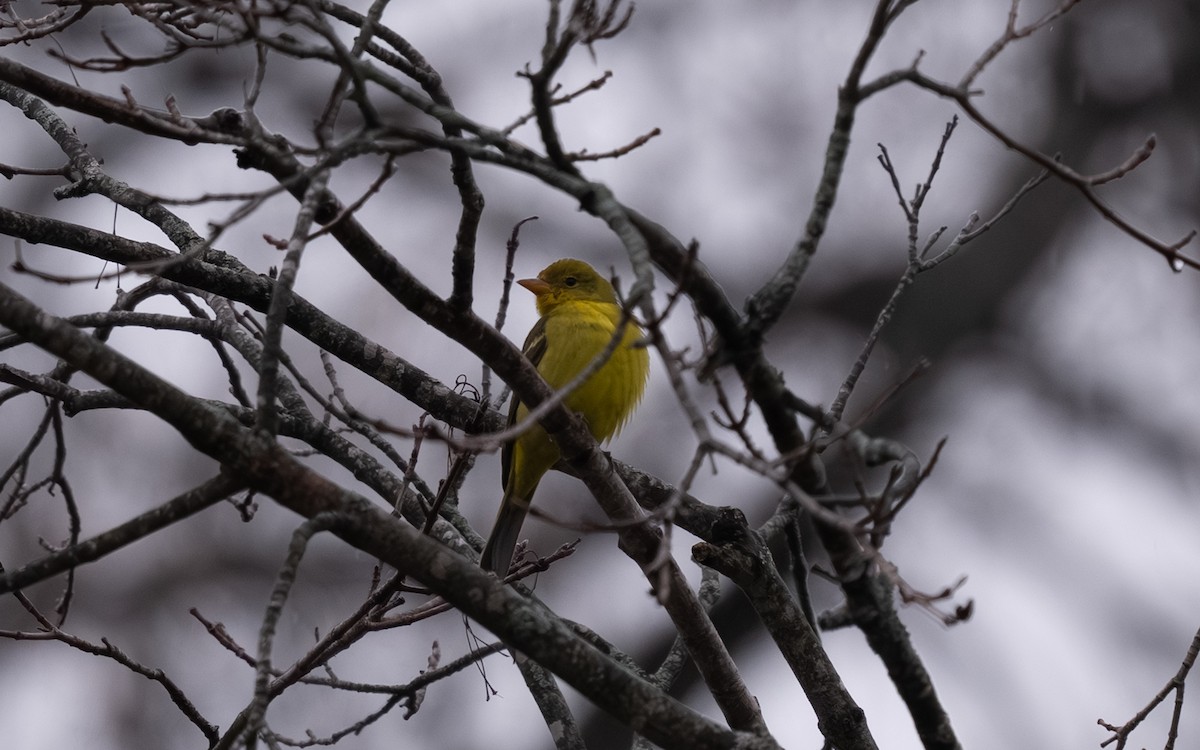 vestpiranga - ML646693109