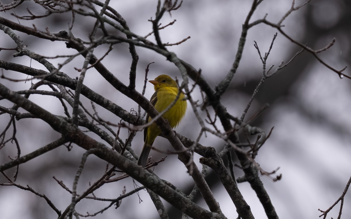 vestpiranga - ML646693110