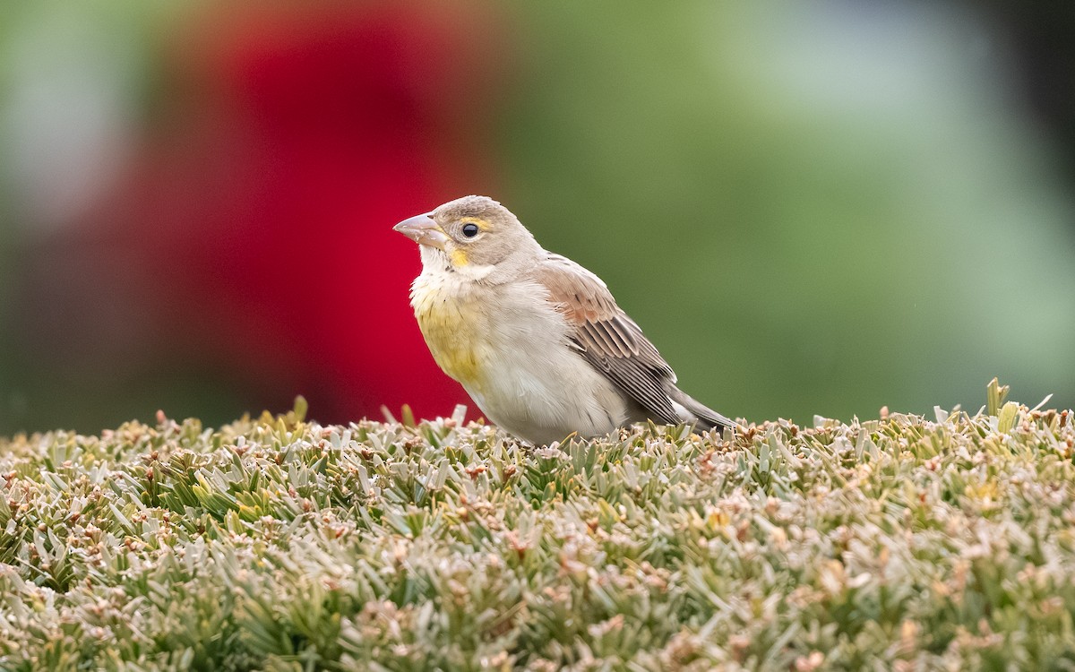 sisselspurv - ML646693113