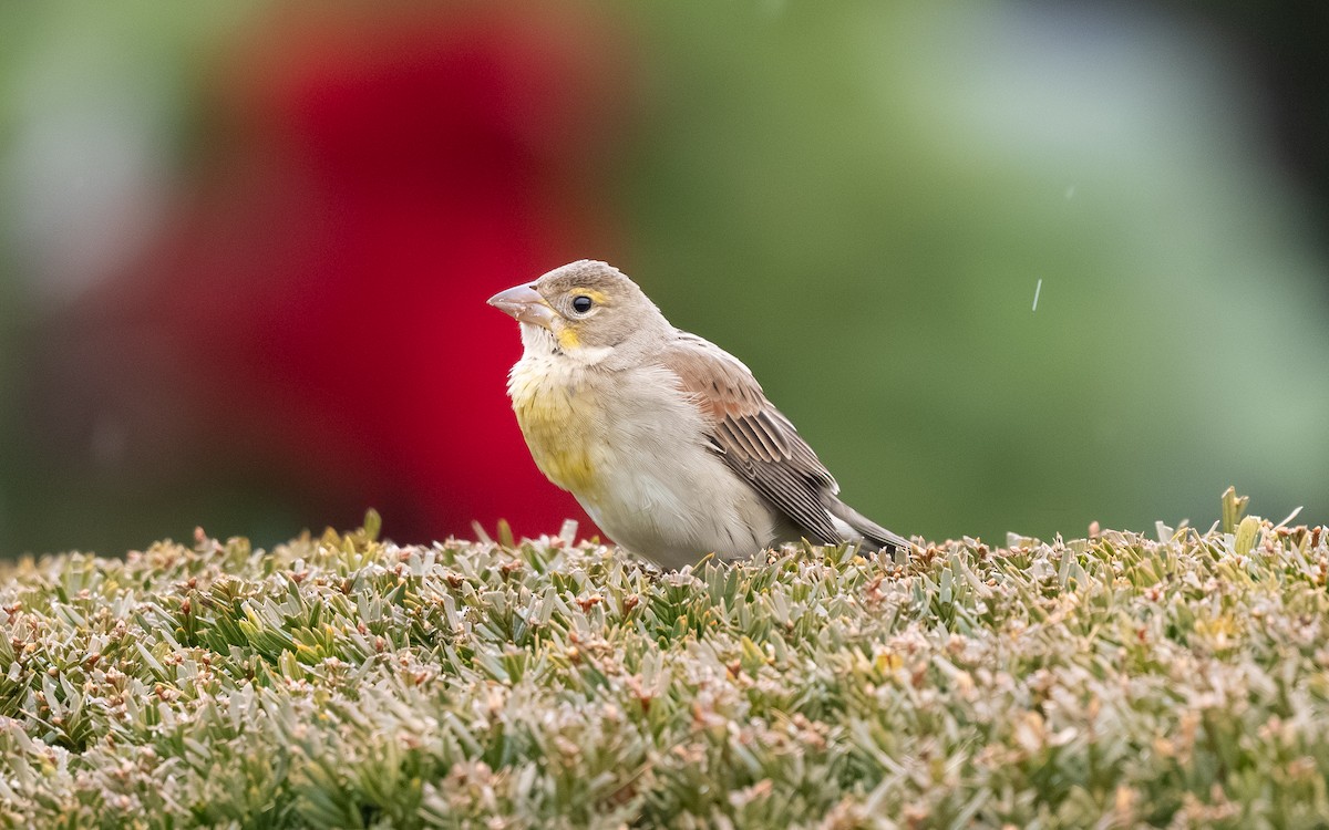 sisselspurv - ML646693114