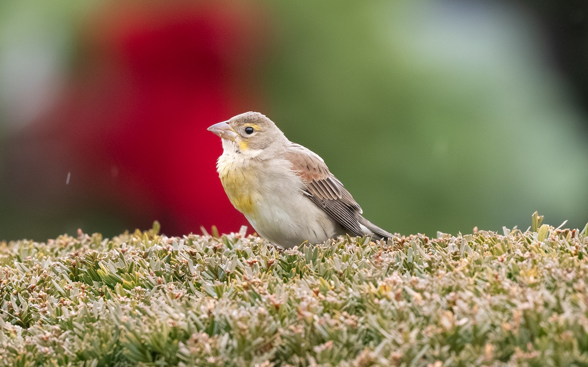 sisselspurv - ML646693115