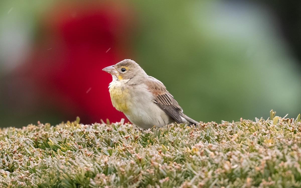 sisselspurv - ML646693116