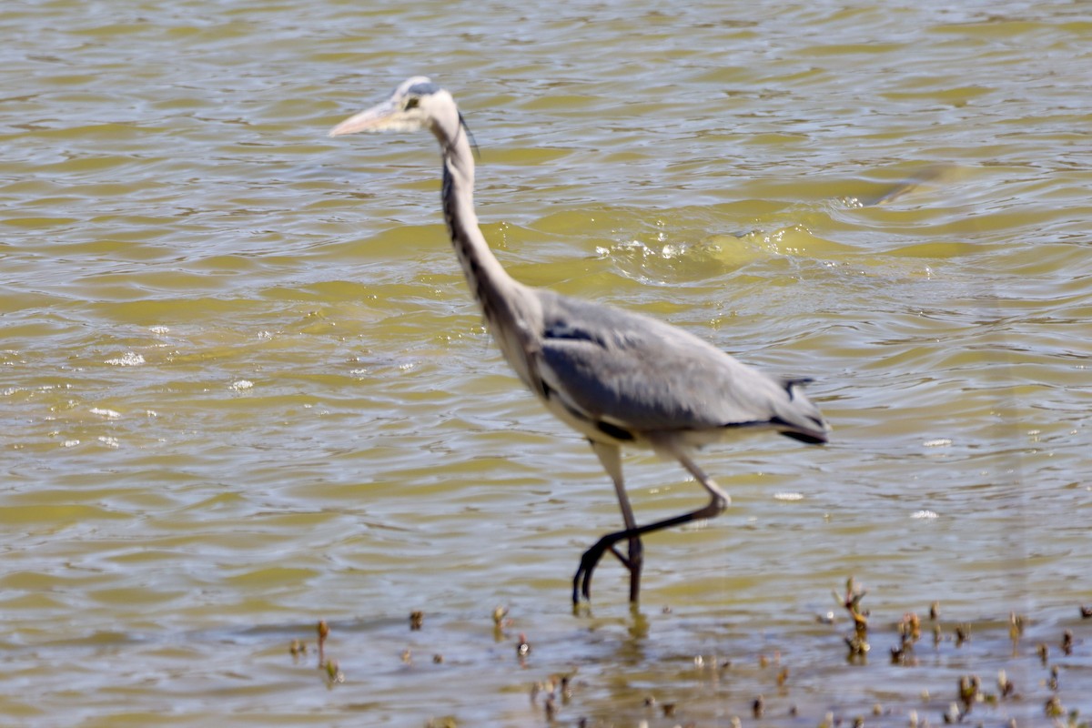 Airone cenerino - ML646693118