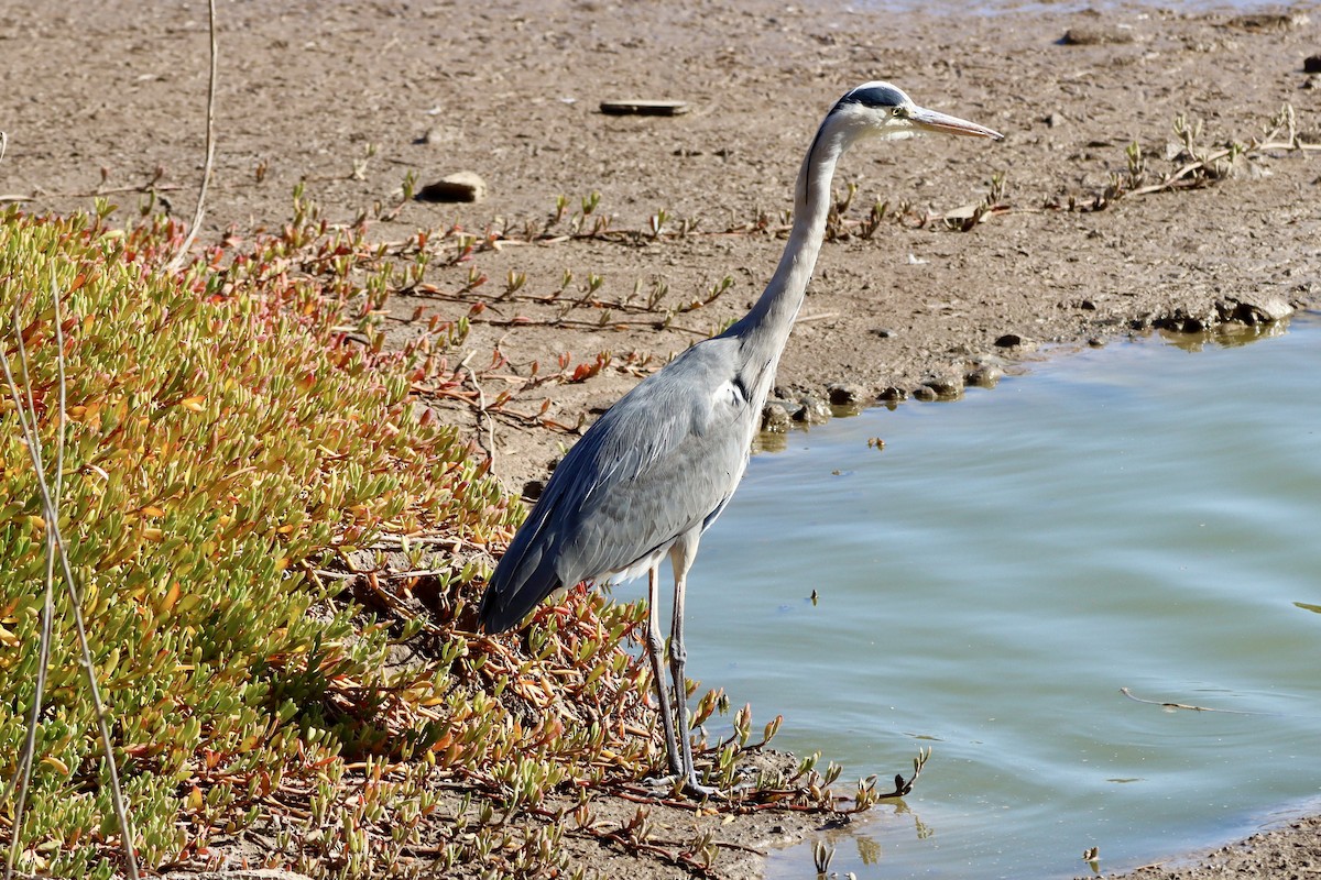 Airone cenerino - ML646693119