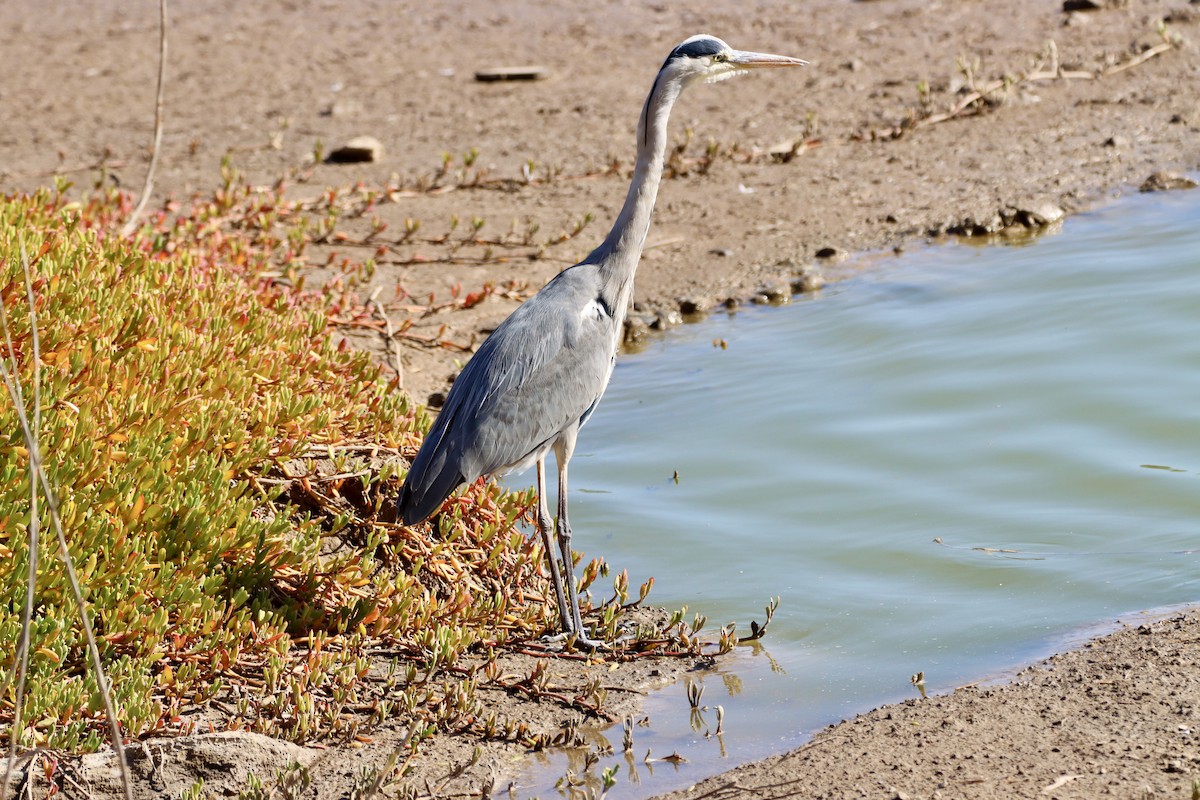 Airone cenerino - ML646693120