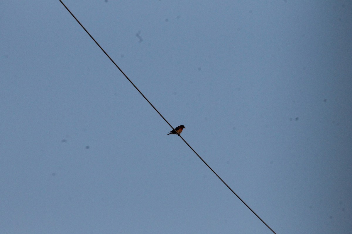 Western Bluebird - ML646693121