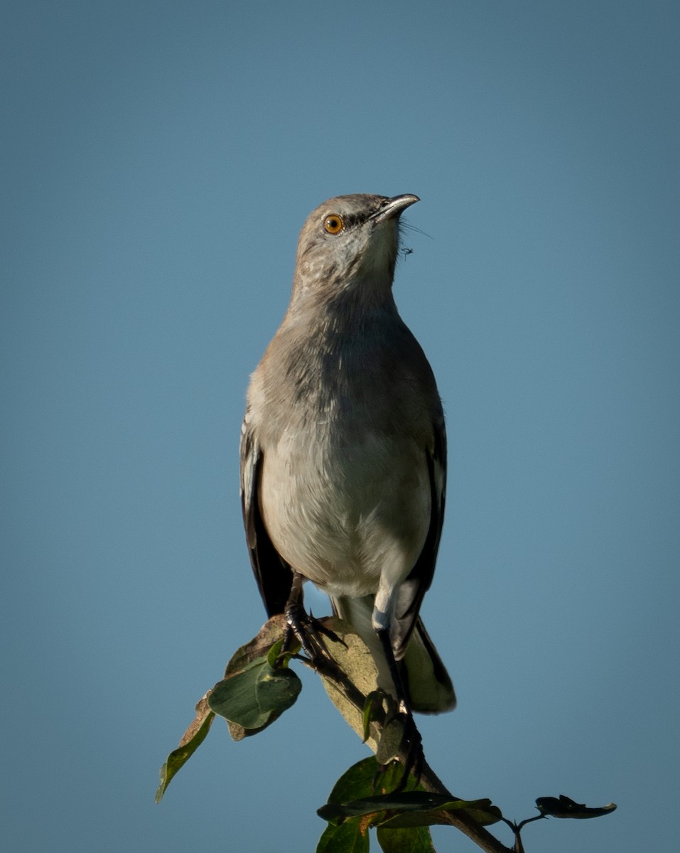 Northern Mockingbird - ML646693122