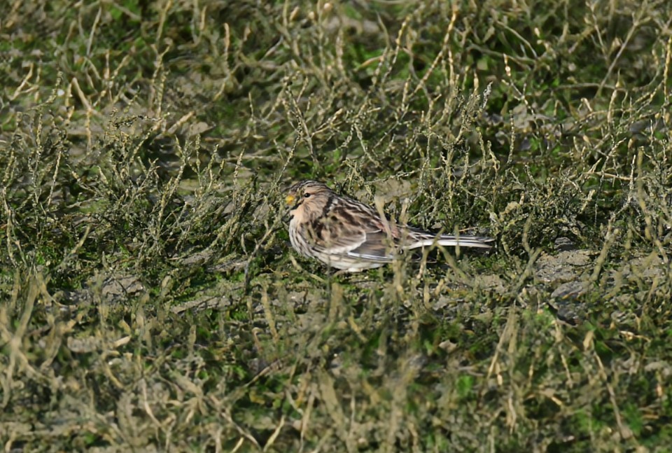 Twite - ML646693126