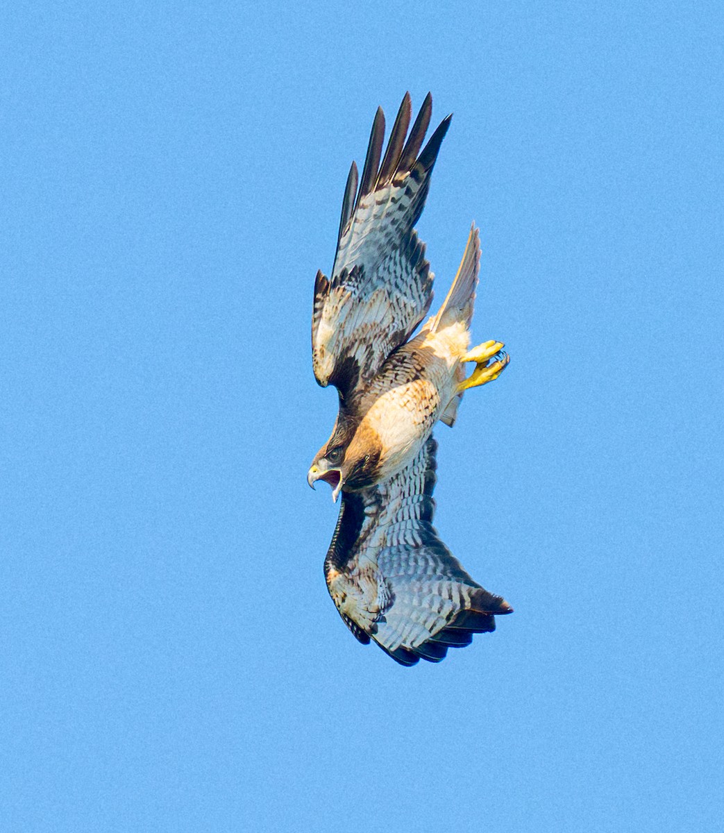 Red-tailed Hawk - ML646693128