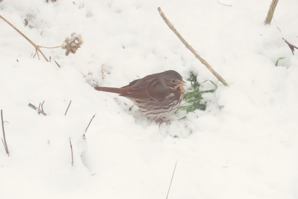 strnadec kaštanový - ML646693129