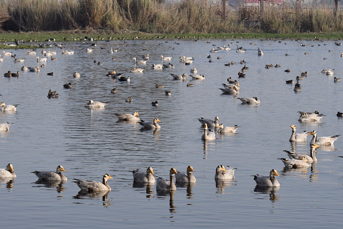 Bar-headed Goose - ML646693130