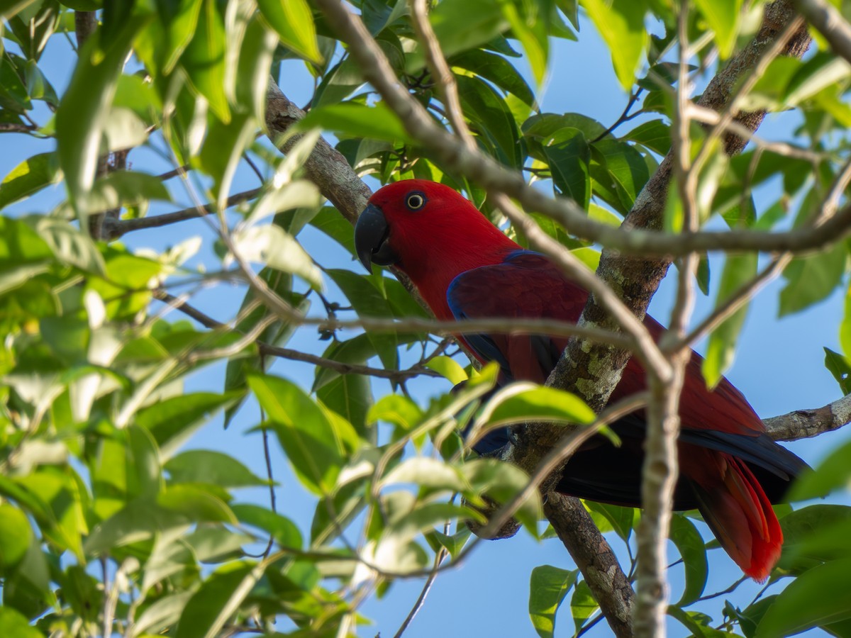 Papuan Eclectus - ML646693131