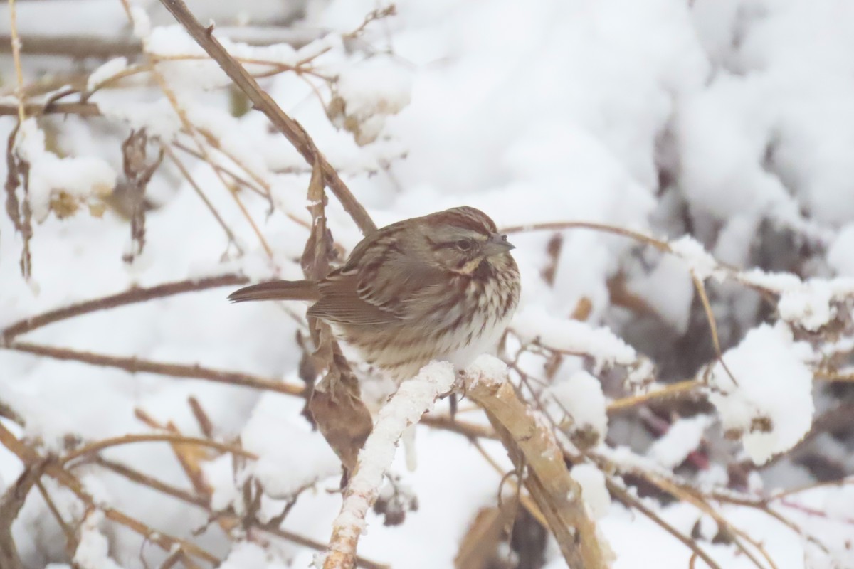 strnadec zpěvný - ML646693132