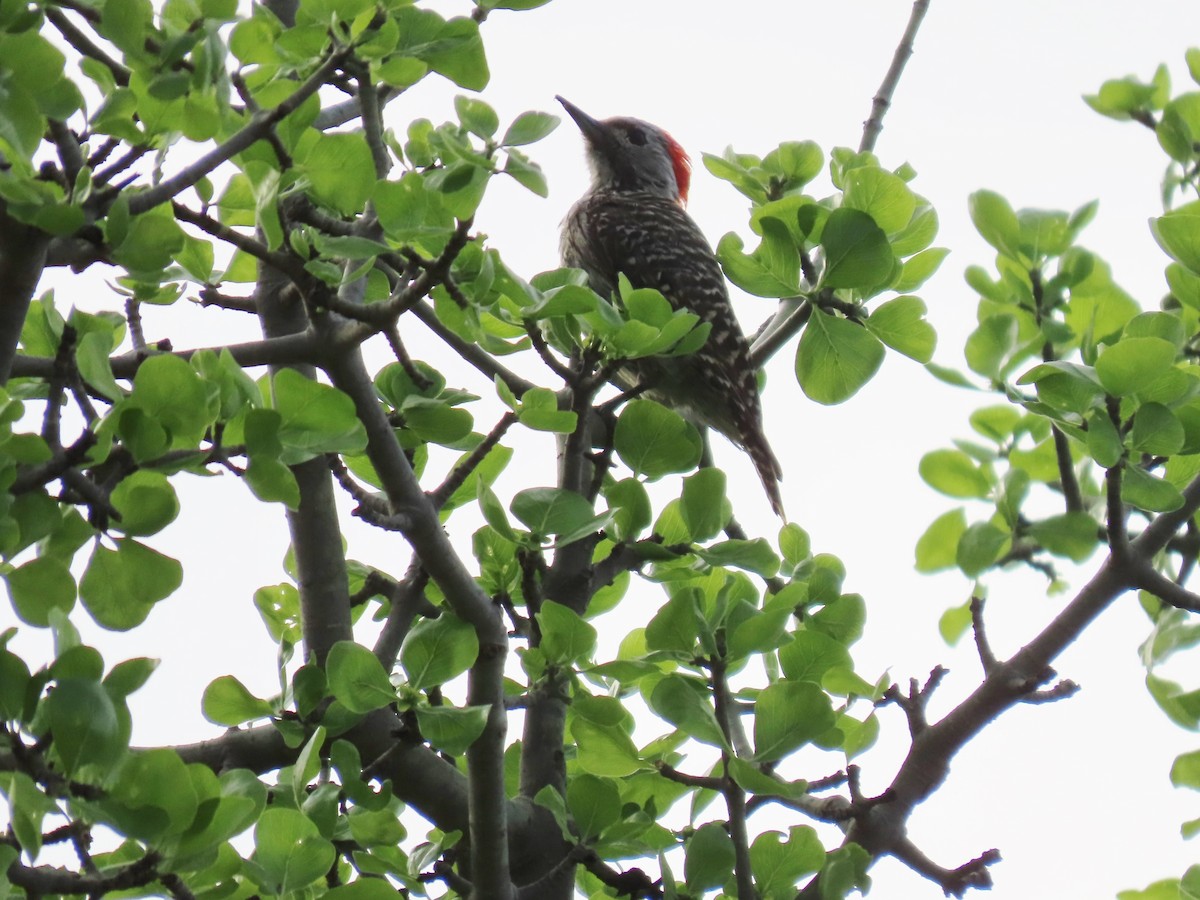 Cardinal Woodpecker - ML646693135