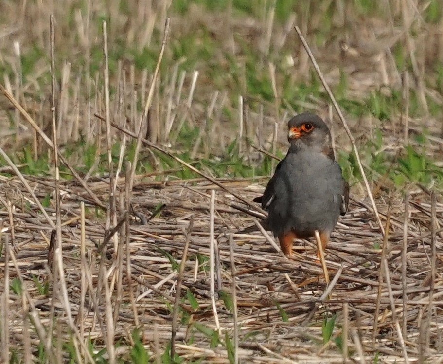 Aladoğan - ML646693136