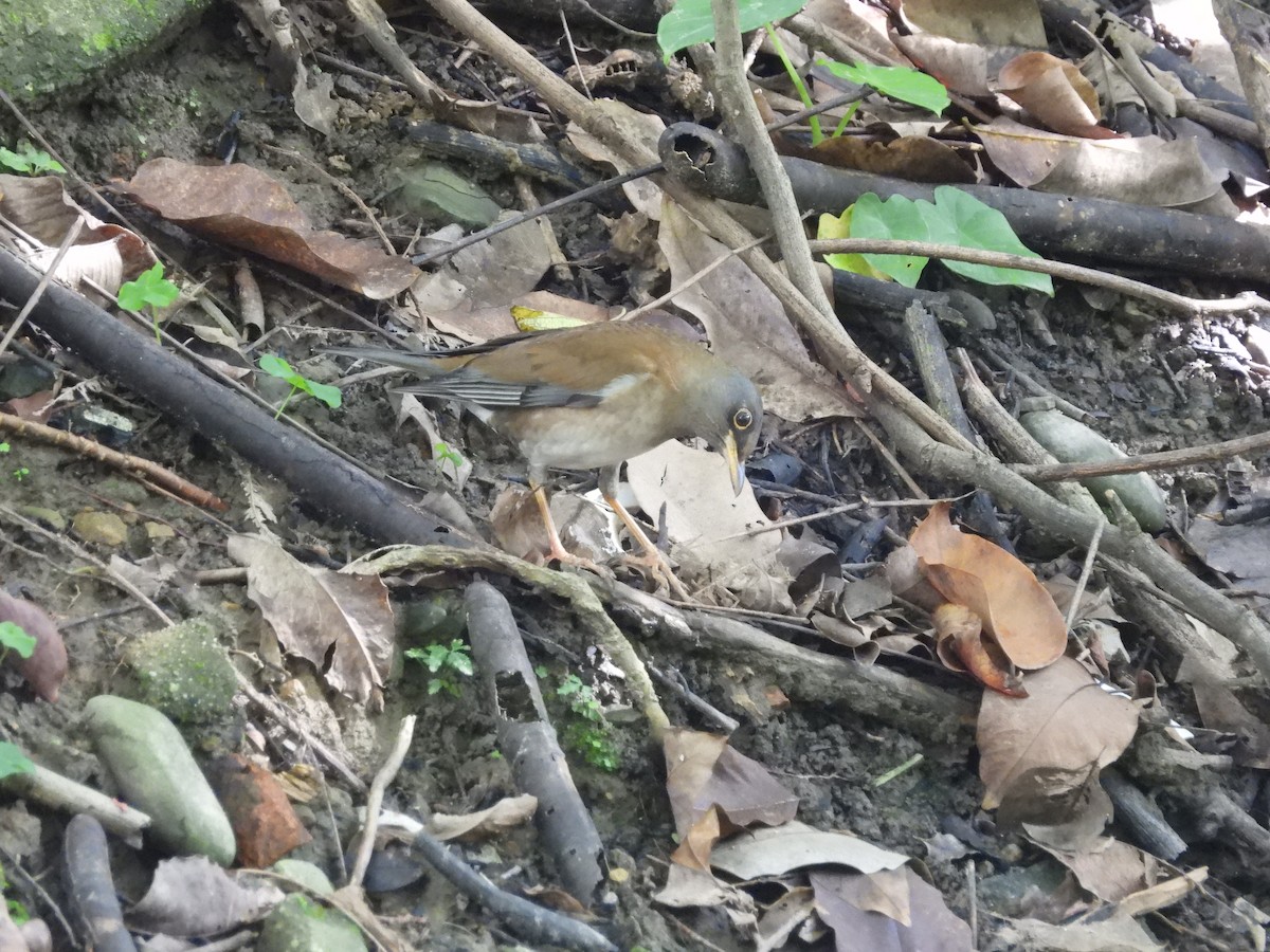 Pale Thrush - ML646693137