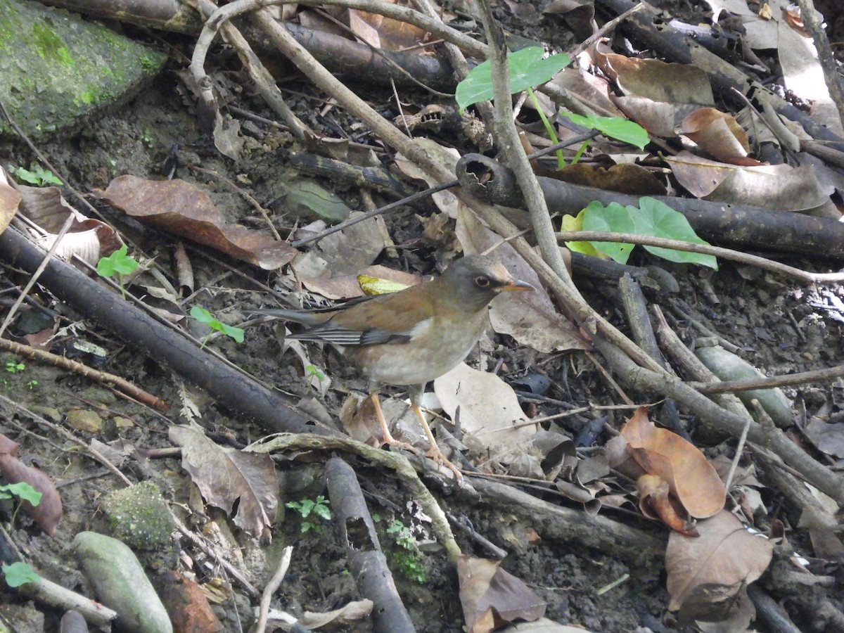 Pale Thrush - ML646693138