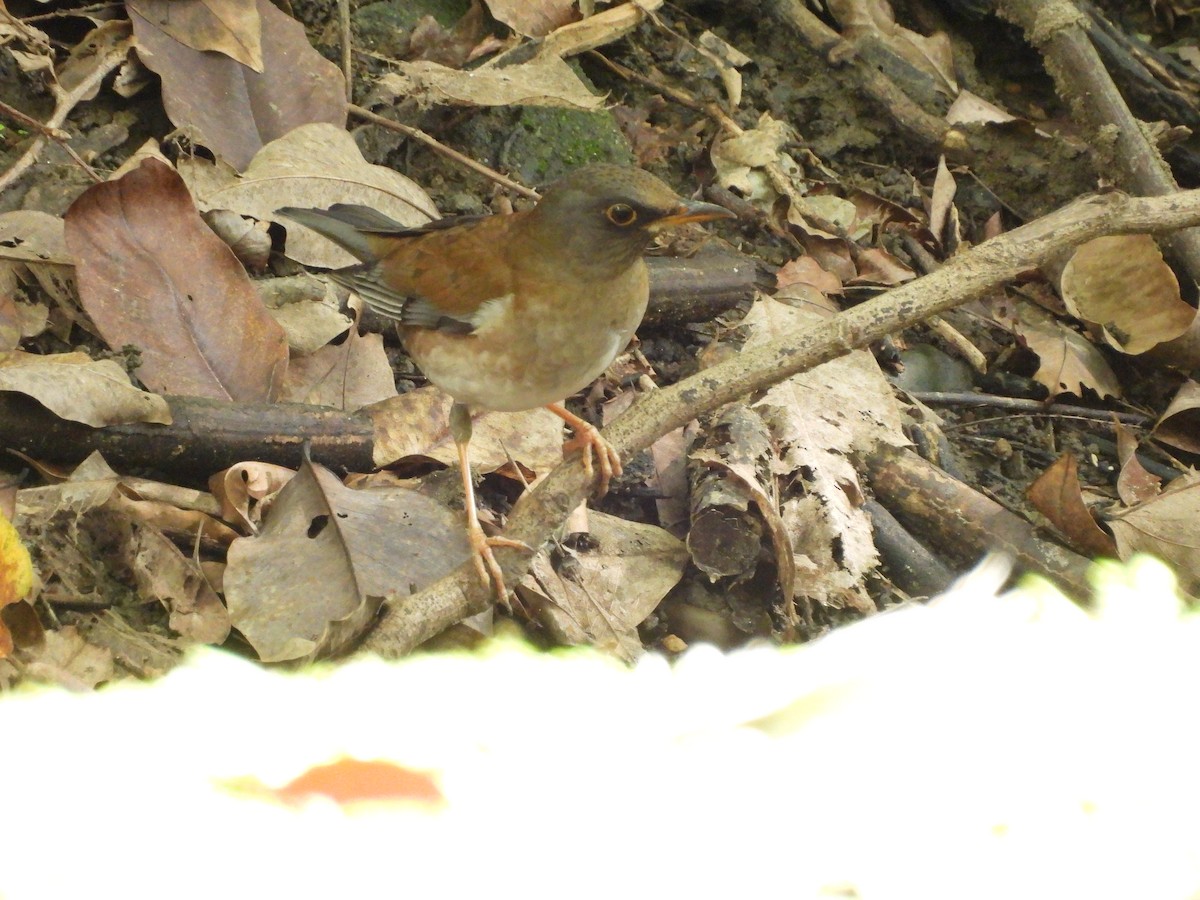 Pale Thrush - ML646693139