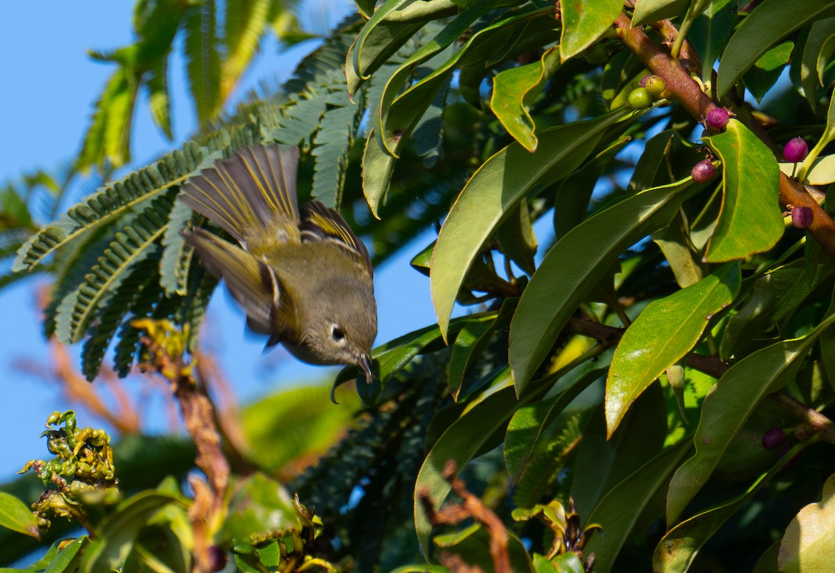 Ruby-crowned Kinglet - ML646693150