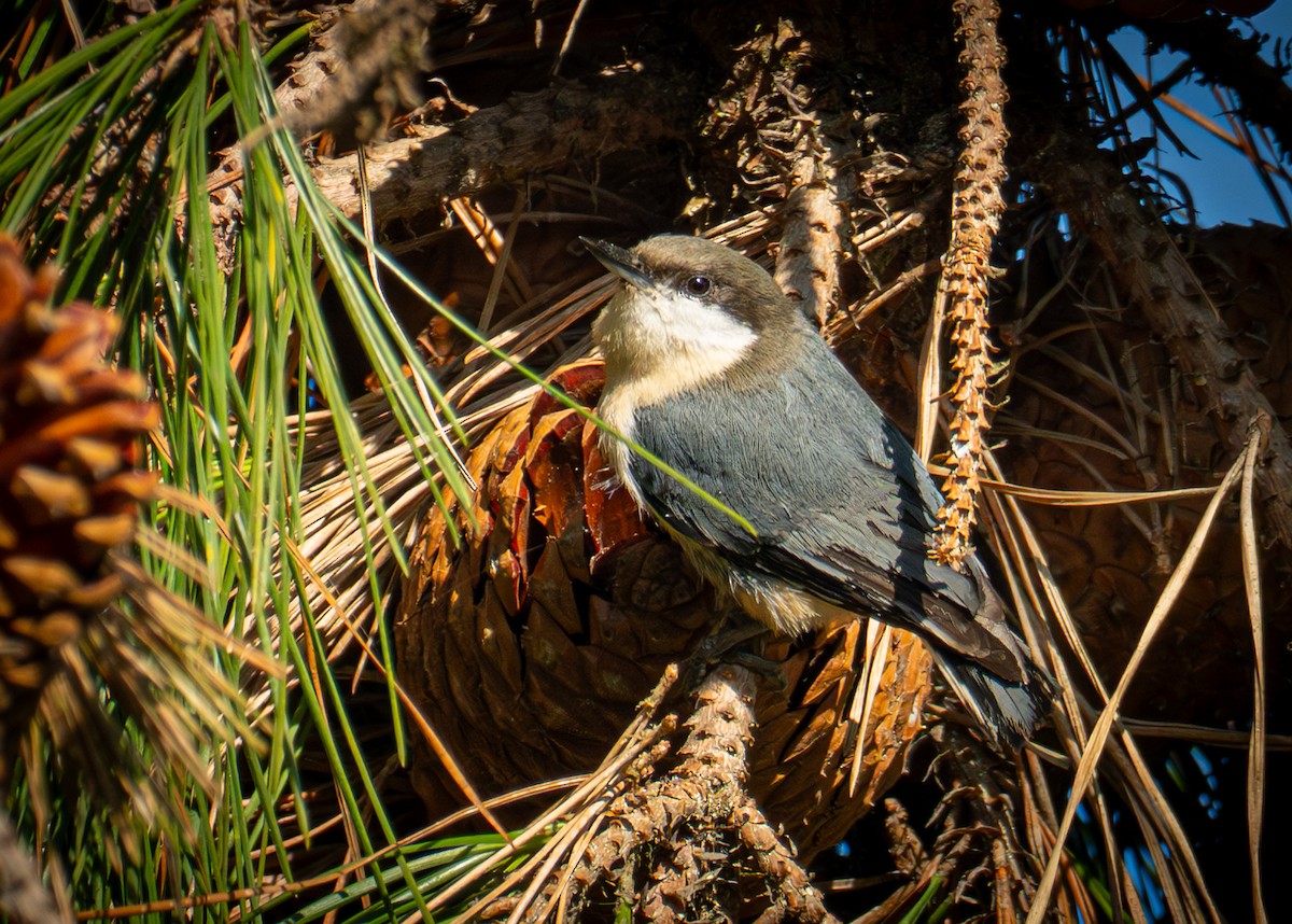 Pygmy Nuthatch - ML646693152
