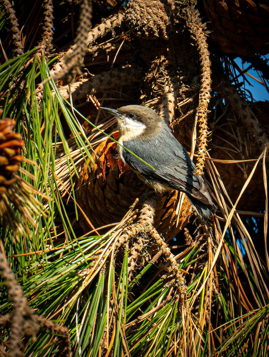 Pygmy Nuthatch - ML646693153
