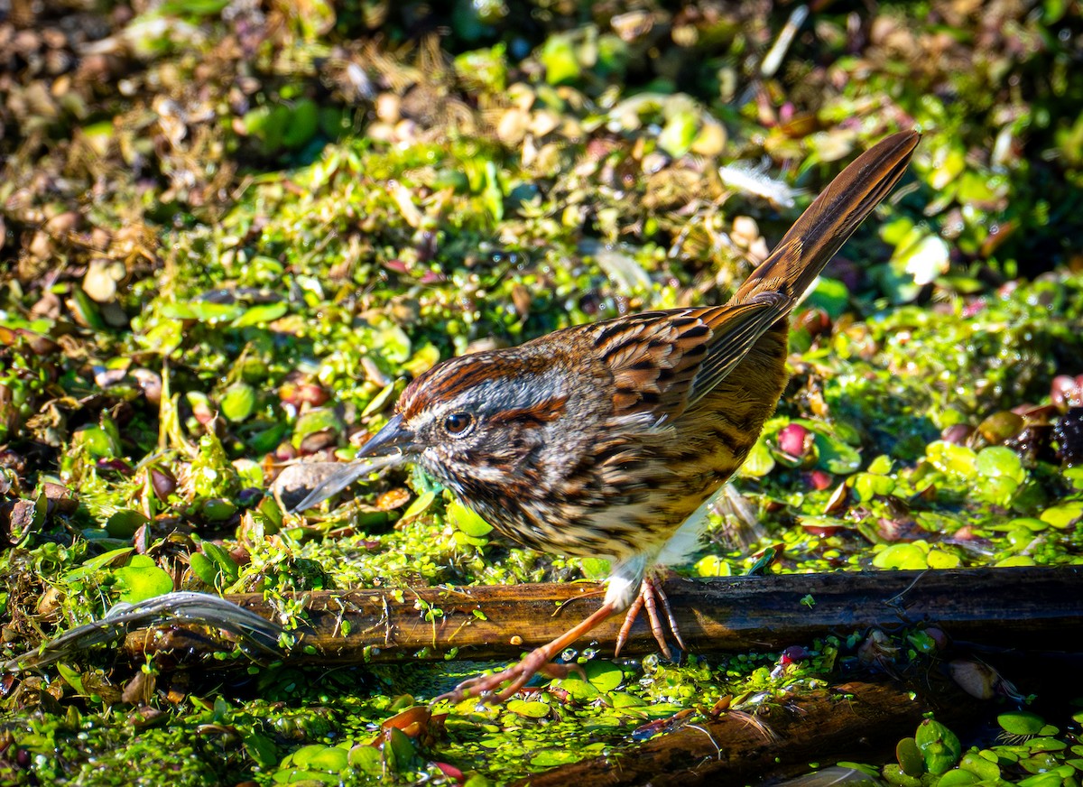 Song Sparrow - ML646693154