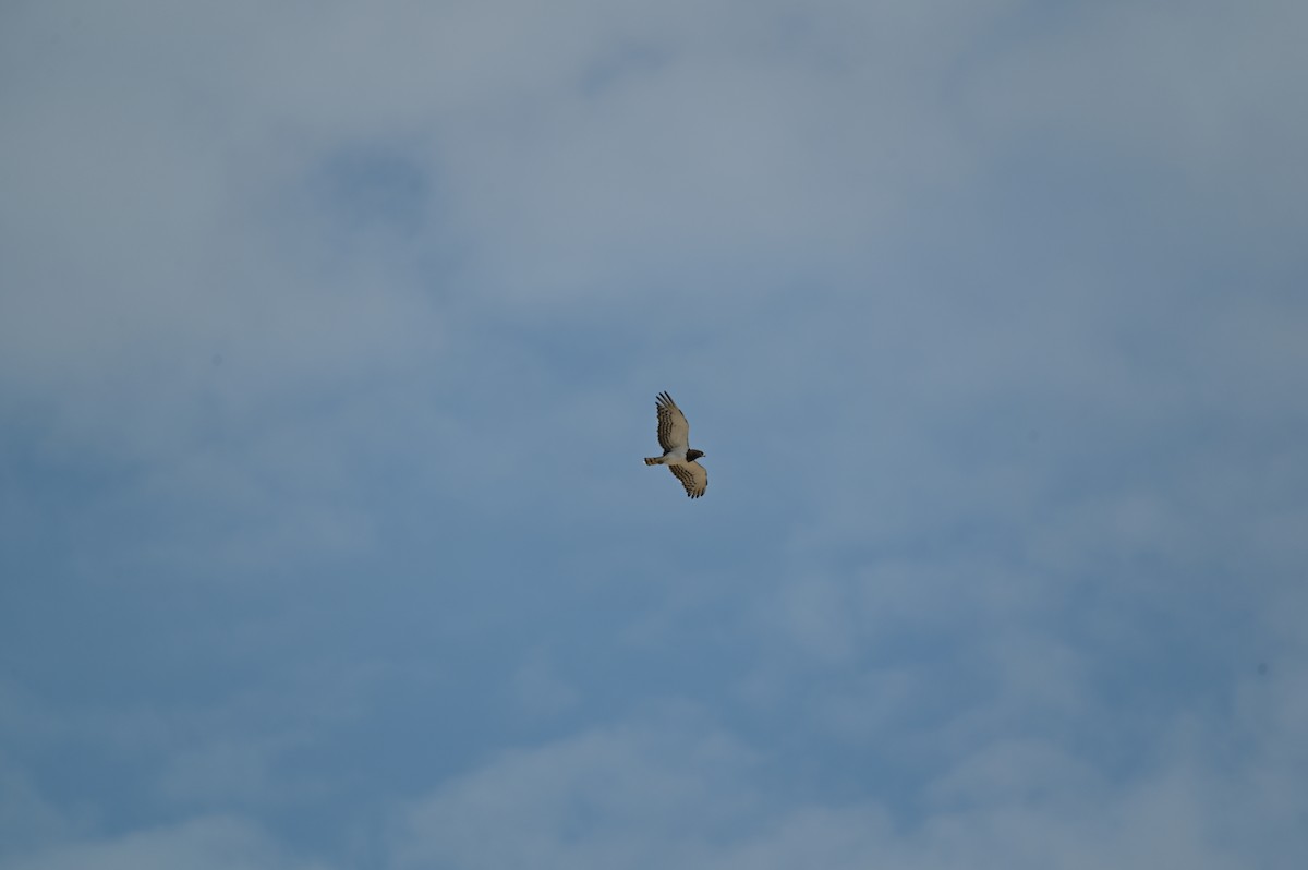 Black-chested Snake-Eagle - ML646693160