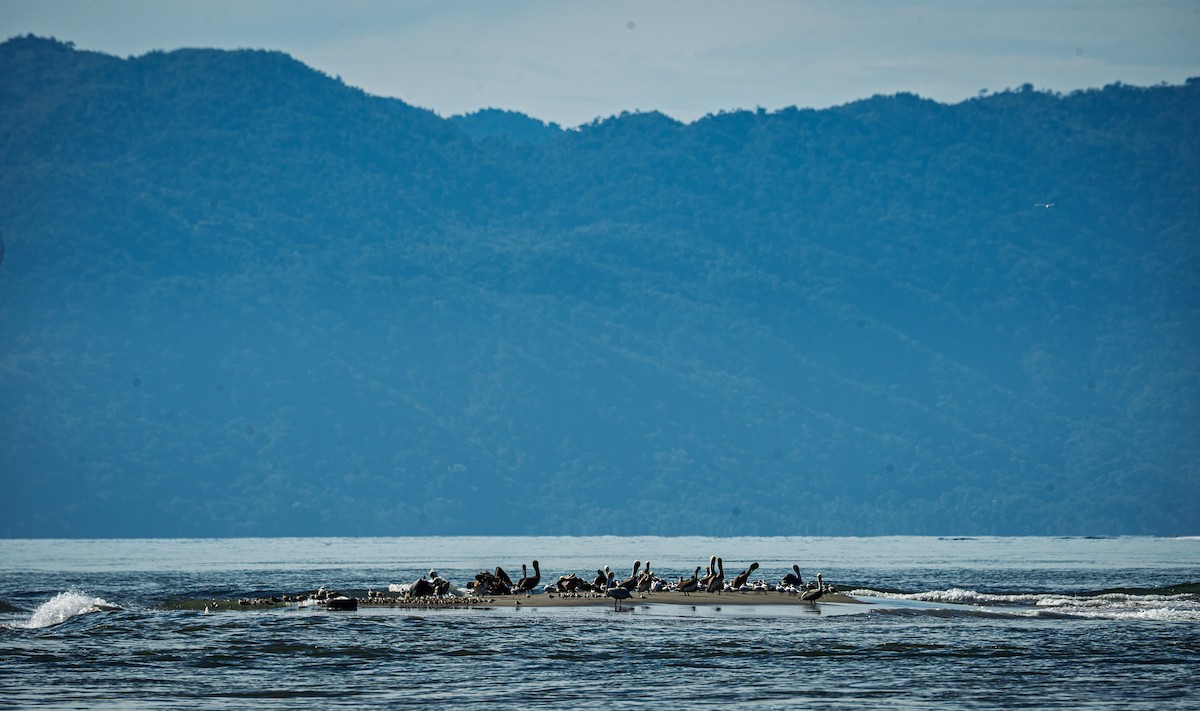 Brown Pelican - ML646693164